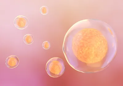 Single cells rendered in 3D Single cells rendered in 3D